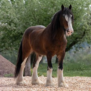 Capturing Clydesdales