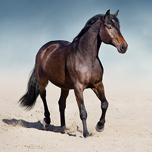 Defining Arabians
