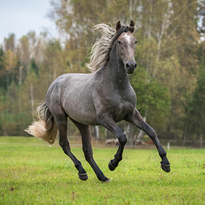 Shooting Andalusians